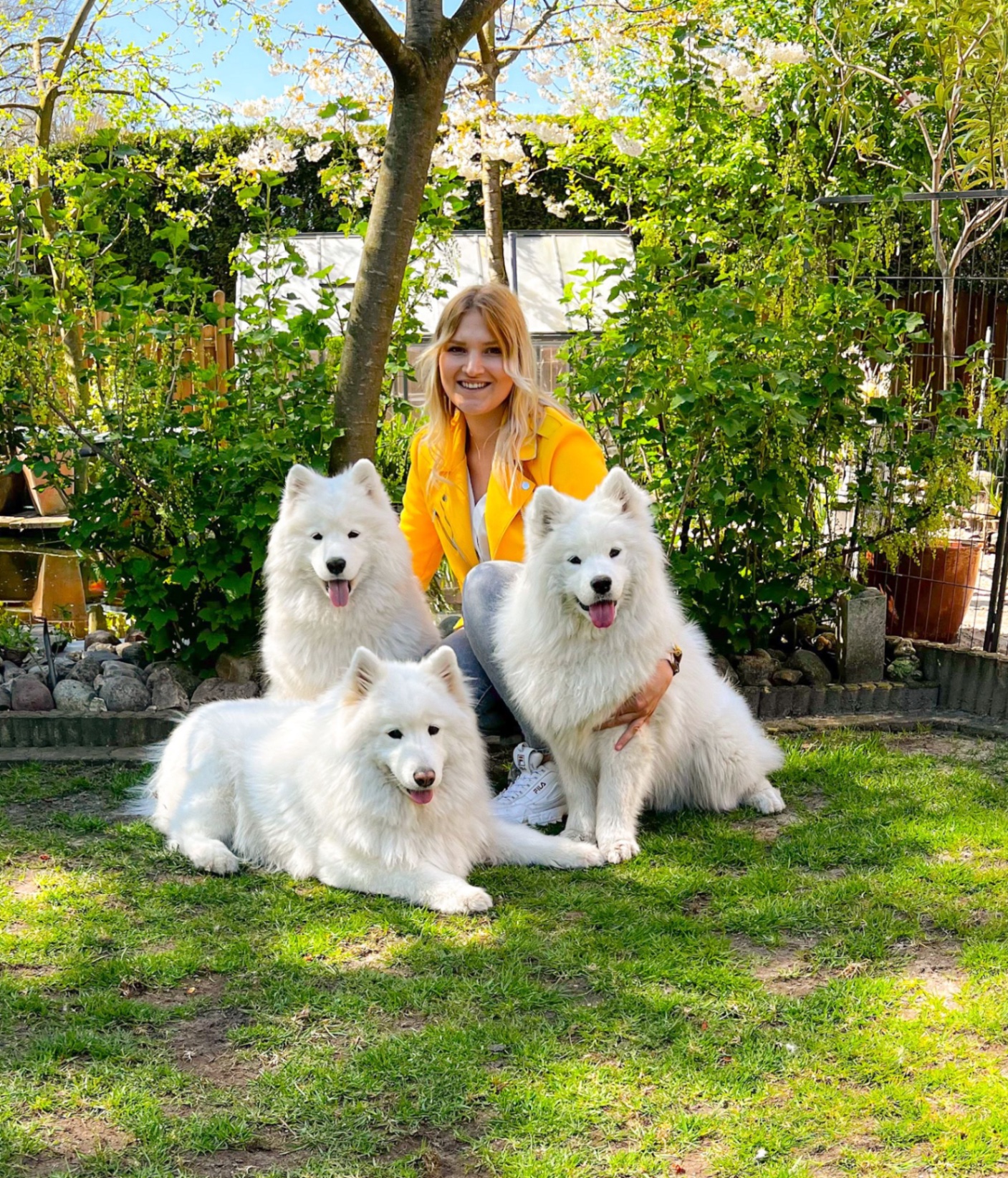 Michaela Pohla mit ihren drei Samojeden im Garten